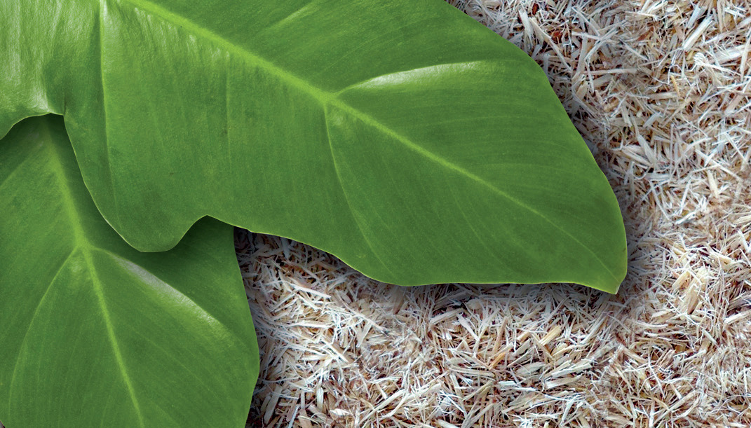 Exo Terra Forest Floor Substrat, 2-schichtig, für Reptilien & Amphibien, simuliert nat. Umgebung, organisch, 8,8 l.