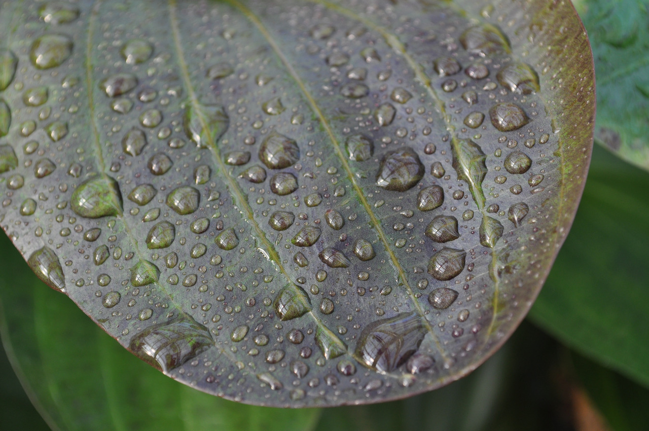 Ein großes, grünes Blatt mit Wassertröpfchen, die Licht reflektieren. Unscharfe Blätter im Hintergrund schaffen eine frische Atmosphäre.