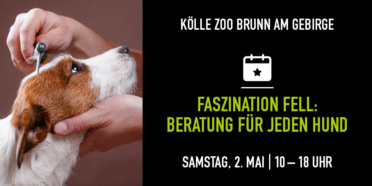 Hund braun weiß gefleckt schaut seitlich hoch und wird über den Kopf gekämmt. Rechts Infos zur Aktion.