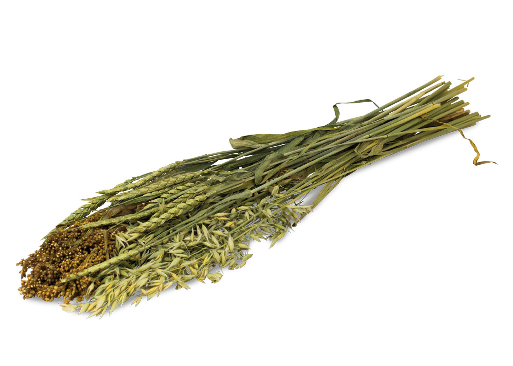 JR FARM Ernte-Strauß, Snack für Kleintiere (Kaninchen, Meerschweinchen, Hamster), Hirse/Hafer/Weizen, Zahnpflege, ca. 100 g.