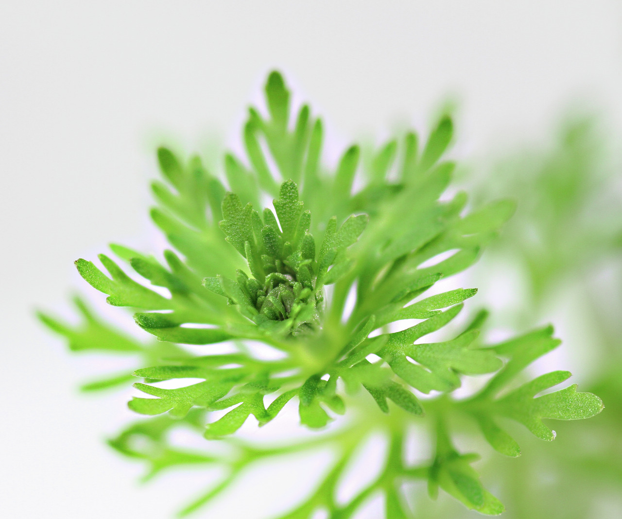 Nahaufnahme eines frischen, grünen Blattes mit gezackten Rändern, lebendigem Aussehen und natürlichem Hintergrund, der es hervorhebt.