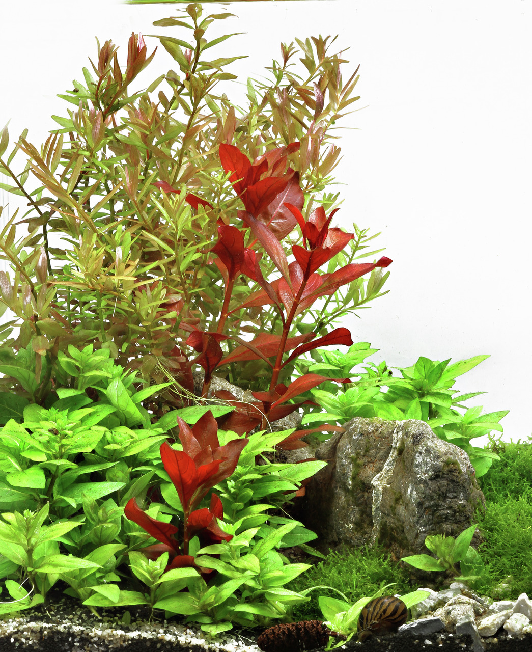 Üppig bepflanztes Aquarium mit roten Ludwigia, grünen Bodendeckern, hohen Pflanzen, Stein & Schnecke für natürliche Tiefe.