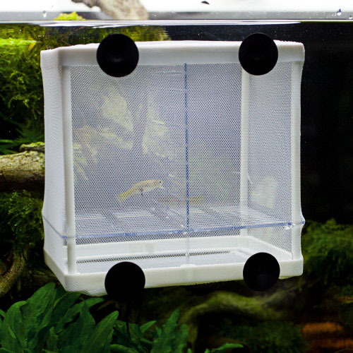 Das Bild zeigt den HOBBY Aufzuchtkasten für Aquarien, geeignet für Aquaristik-Enthusiasten. Der weiße Kunststoffrahmen mit Netzgewebe wird mit vier Saugnäpfen an der Aquarienscheibe befestigt. Ideal zur sicheren Aufzucht von Jungfischen oder zur Separieru