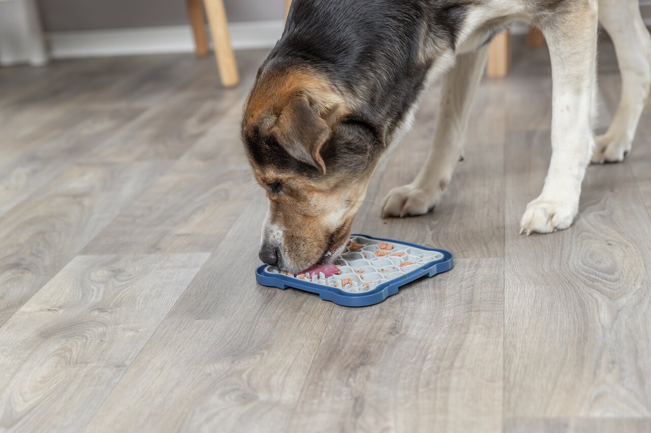 Ein Hund frisst von einem TRIXIE Lick Mat Schleckbrett, geeignet für Hunde, mit Leckerlis belegt, blaues Design auf Holzboden.