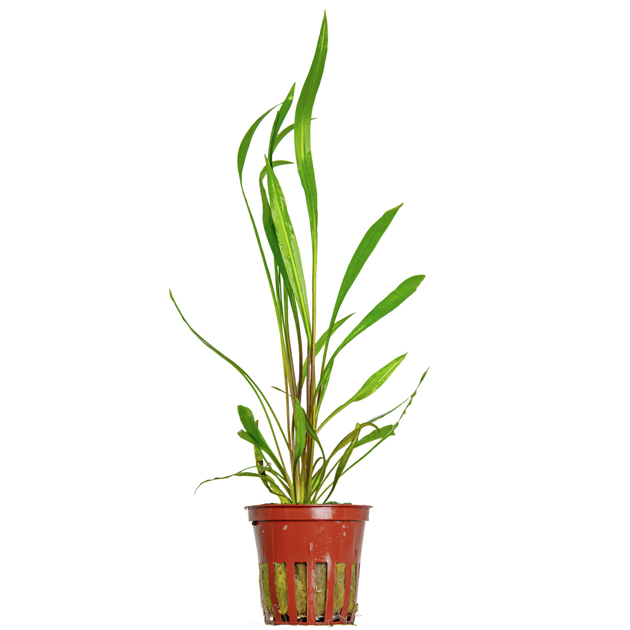 Tropica Wasserpflanze, hochwachsend, für Aquarien, fördert Wasserqualität, Versteck für Fische-Garnelen, im roten Topf.