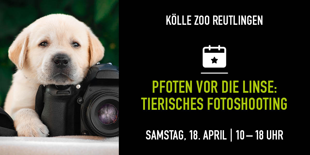 Golden Retriever Puppy liegt auf Kamera. Pechts Infos zum Fotoshooting Event