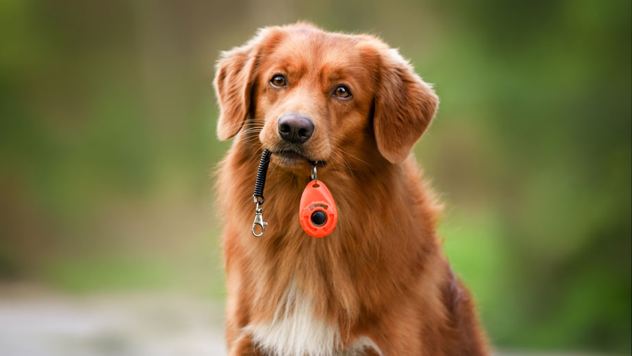 Clickertraining Mit Hunden Teaser 2jpg