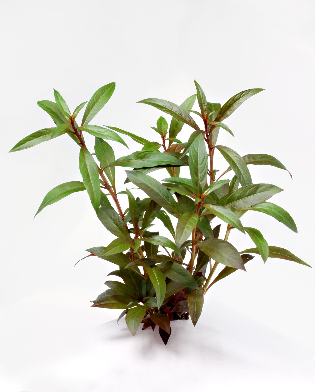 ALOHA Ludwigia glandulosa