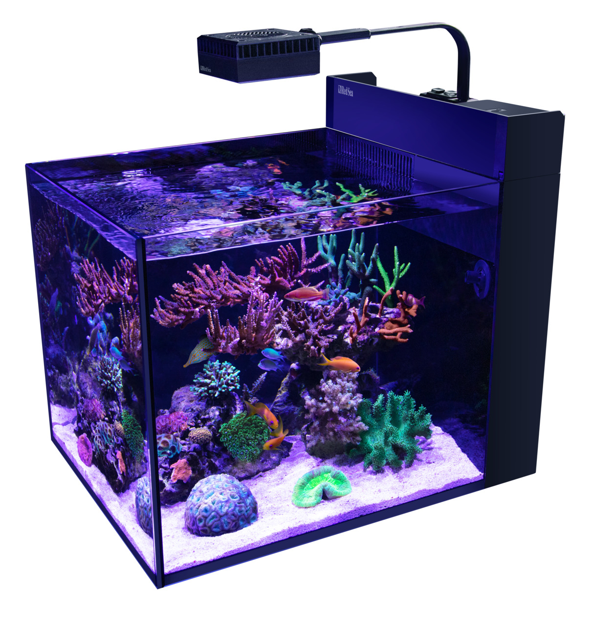 Ein hochwertiges Aquarium der Marke Red Sea, Modell Max Nano, speziell für Meerwasseraquarien-Liebhaber. Das Bild zeigt ein beleuchtetes Nano-Aquarium mit lebendigen Korallen, bunten Fischen und einer modernen LED-Beleuchtungseinheit. Perfekt für kleine R