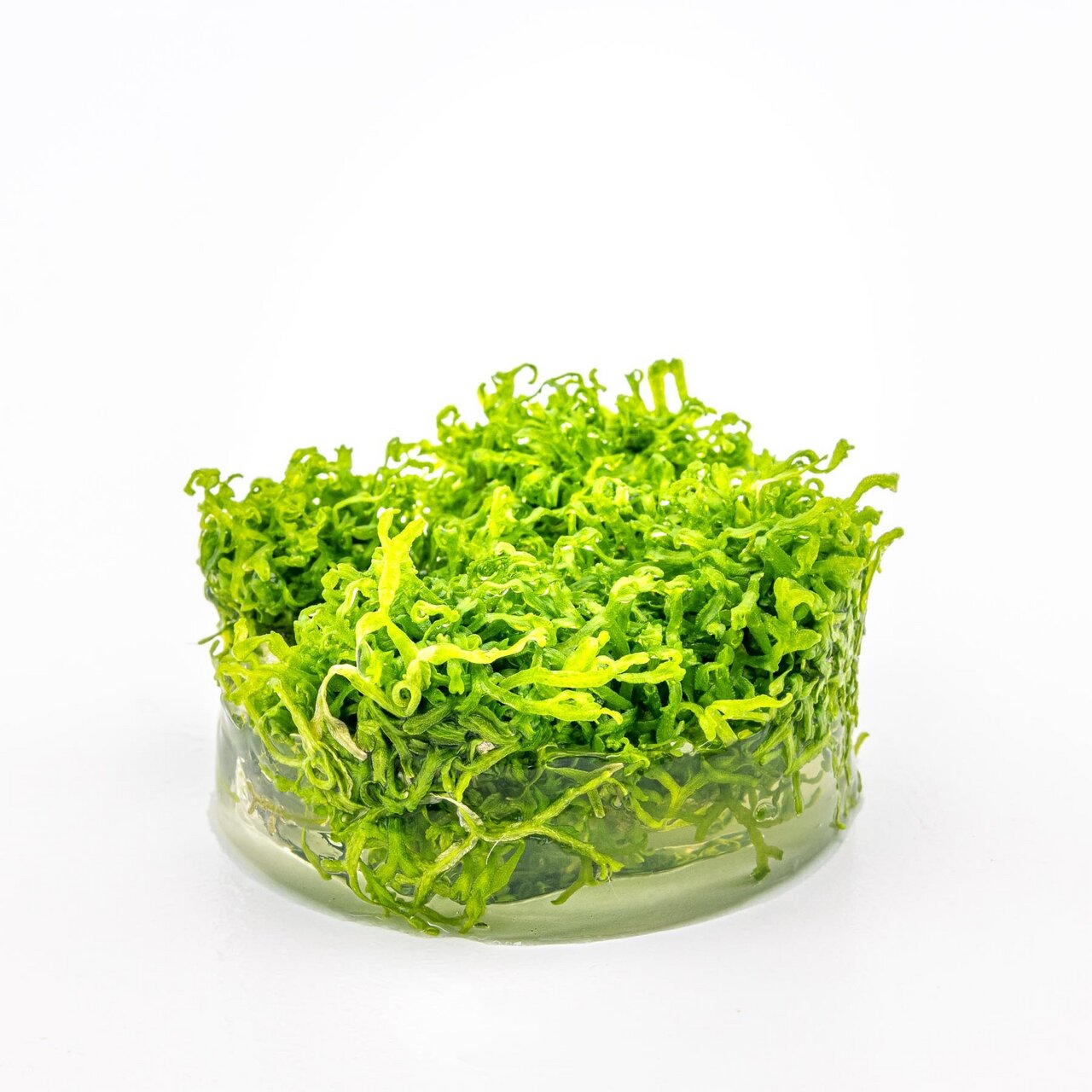 ALOHA Meeresalgen, fein geschnitten, für gesundheitsbewusste Menschen, knackig & frisch, ideal als nährstoffreiche Ergänzung.