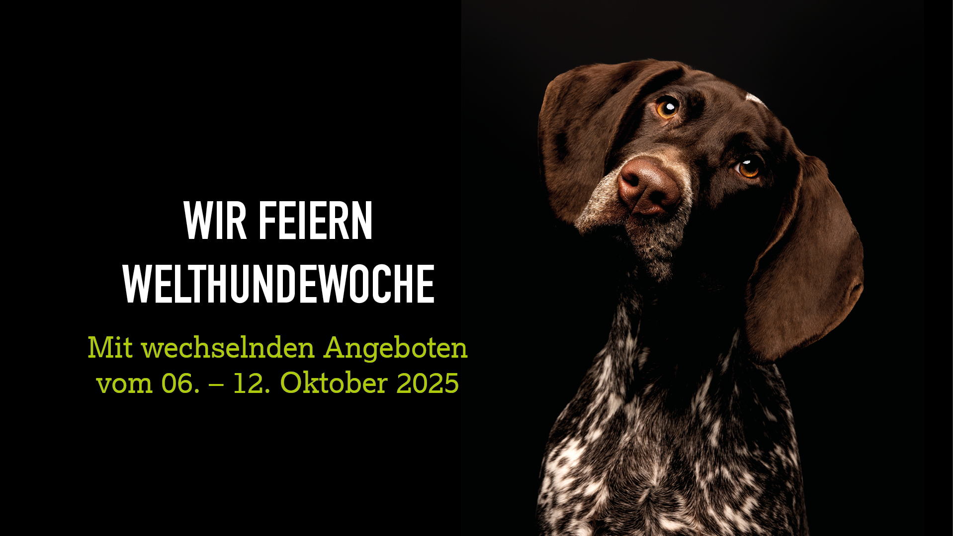 Jagdhund auf schwarzem HIntergrund, Welthundewoche 