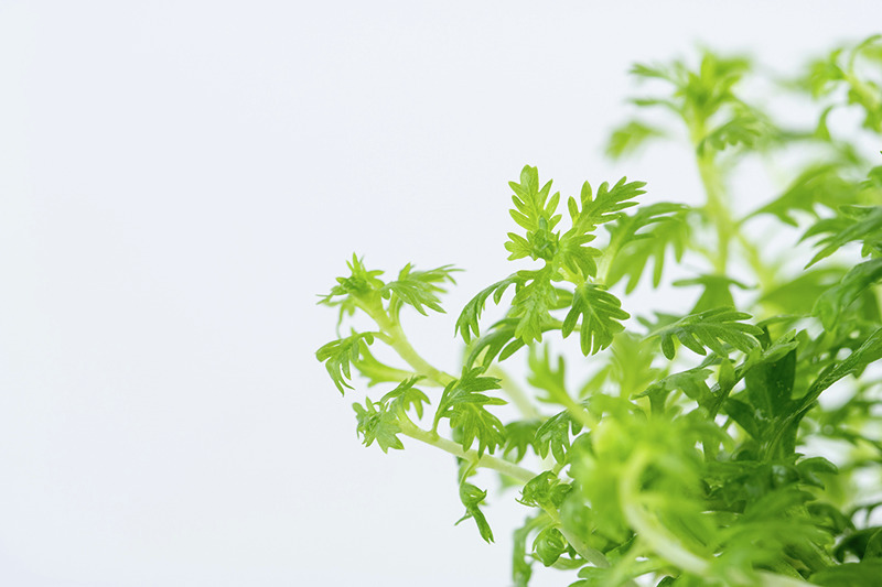 Tropica Hygrophila Pinnatifida, Aquarienpflanze, dekorativ, Verstecke für Fische, ideal für Aquaristik, leuchtend grüne Blätter.