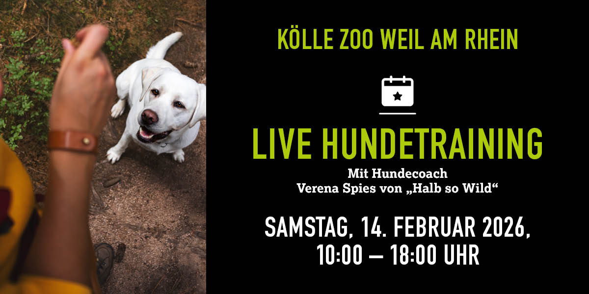 Hundetraining-Event: Trainerin belohnt weißen Hund. Textinfos rechts.