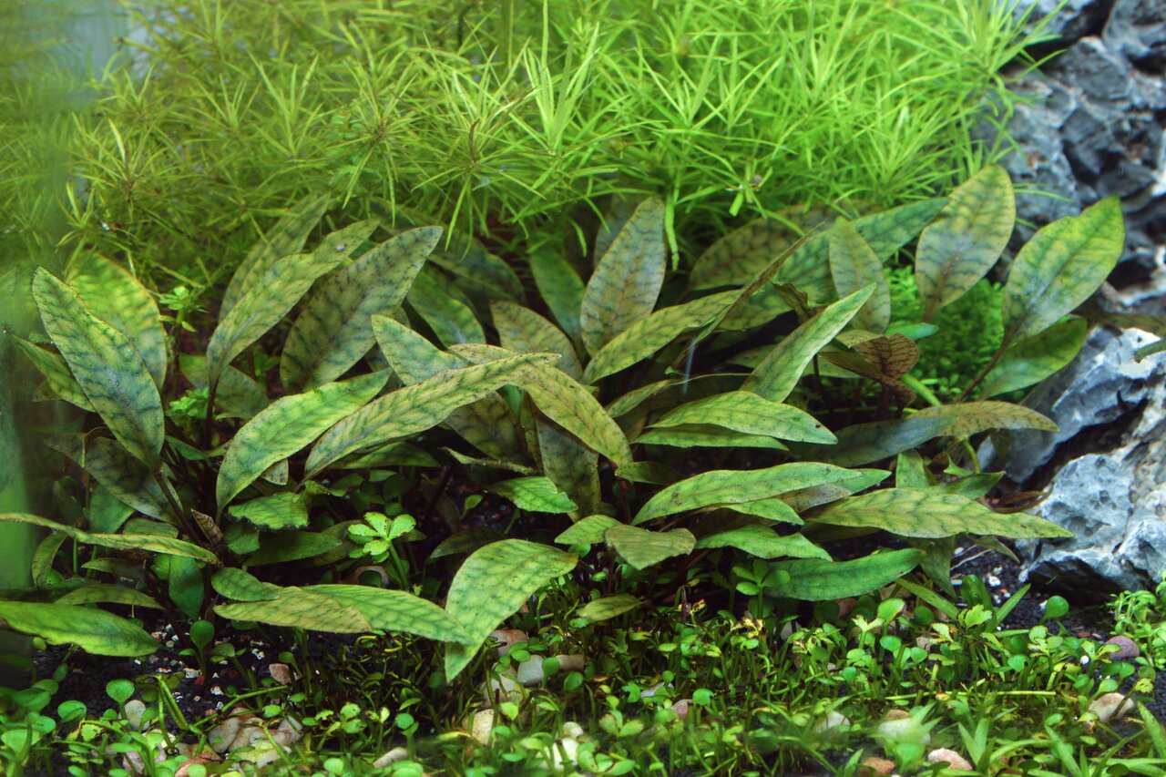Üppige Unterwasserlandschaft mit Cryptocoryne (grün-braun gemustert) & Bodendeckern, umgeben von hellgrünen Hintergrundpflanzen.
