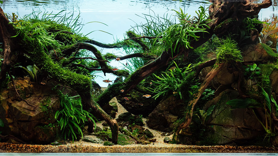 Aquarium fuer Fuenfguertekbarben