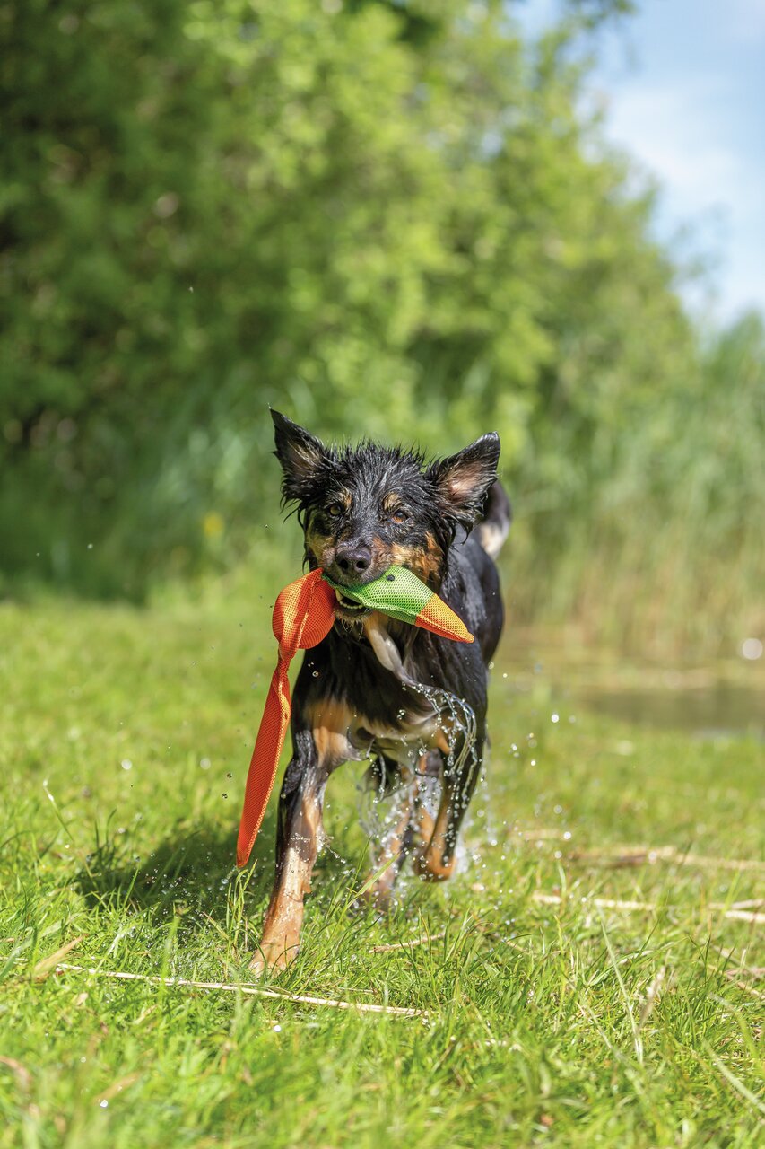 Ein nasser Hund spielt mit einem TRIXIE Wasserspielzeug für Hunde. Outdoor-Bereich mit grüner Wiese und Bäumen.