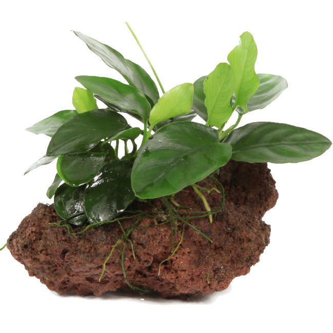 Tropica Anubias auf Lavastein, für Süßwasseraquarien, pflegeleicht, dunkelgrüne Blätter, Versteckmöglichk. für Fische.