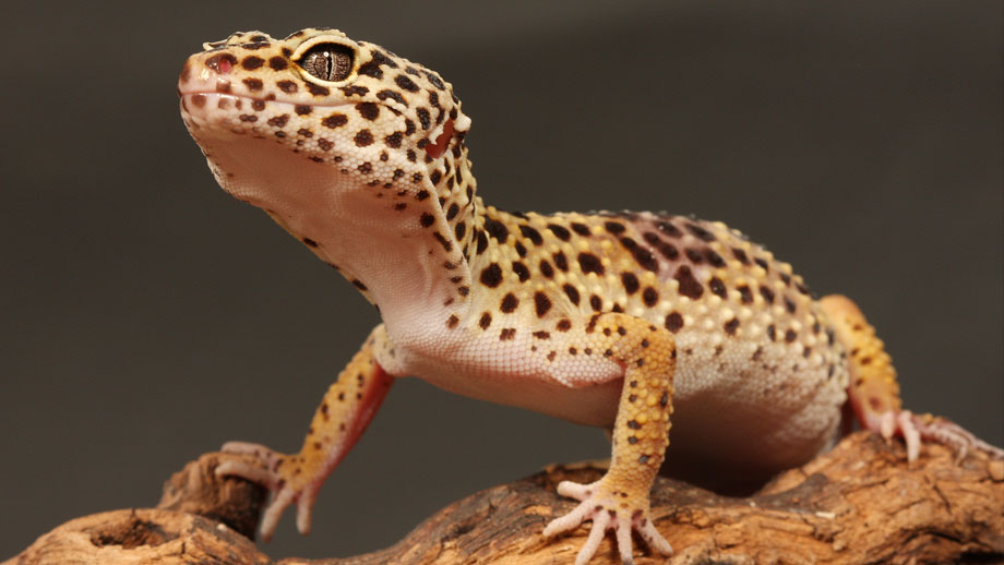 Leopardgecko auf einer Wurzel