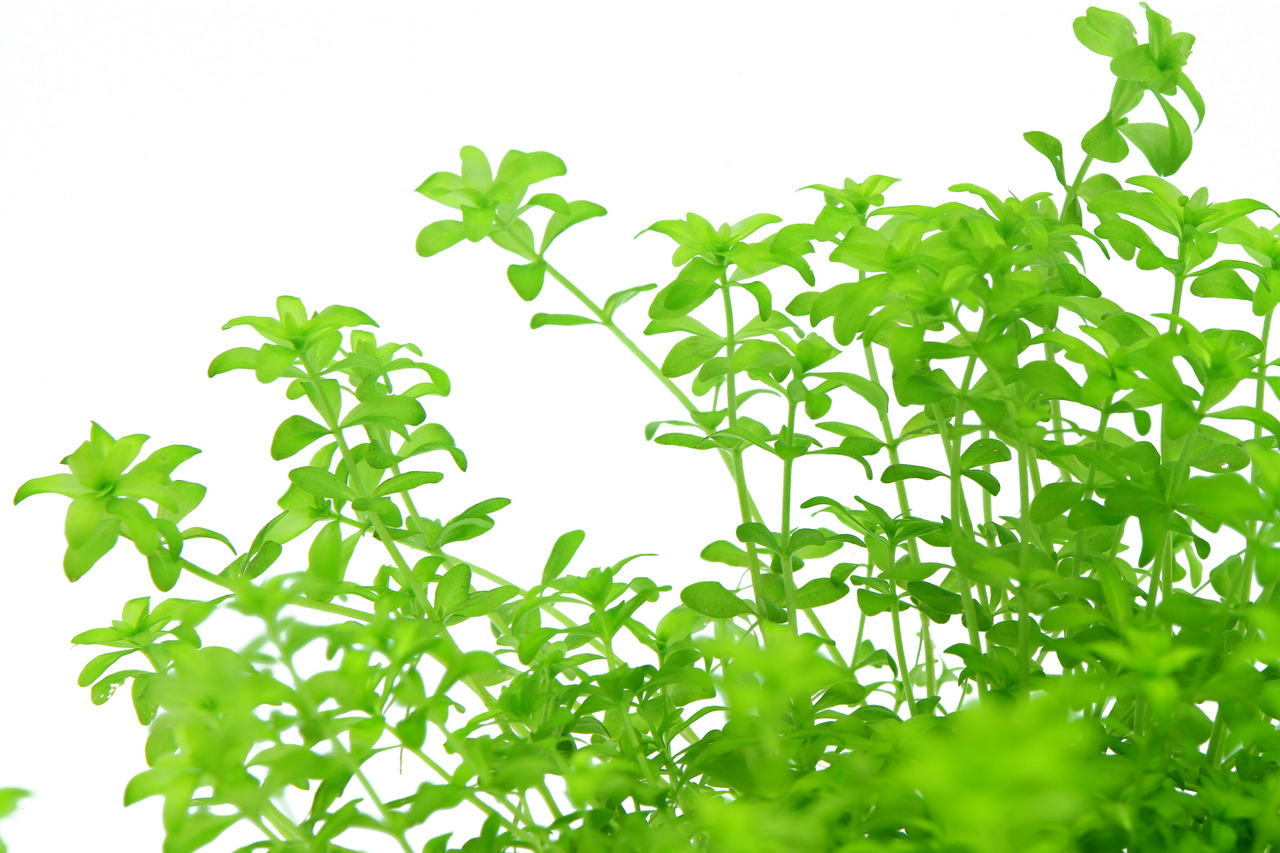 Frisches Basilikum, zarte Blätter, gesund & vital, hochwertige Qualität, ideal für Pasta, Salate, Pesto.