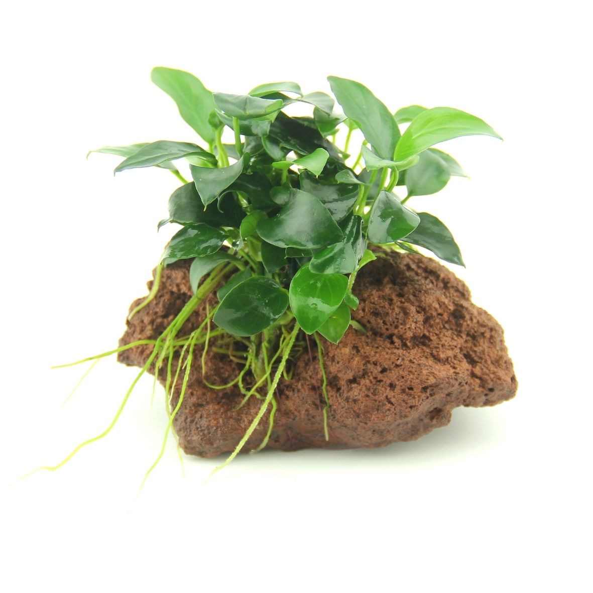 ALOHA Anubias BONSAI auf Stein