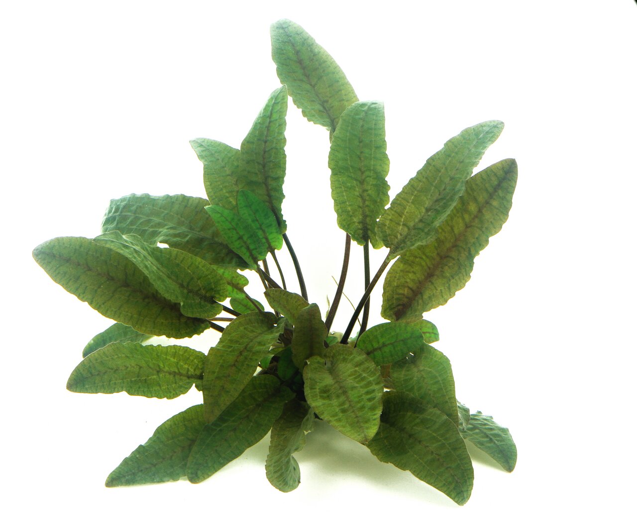 ALOHA künstl. Aquarienpflanze 4251127233659, für Aquarienliebhaber, grüne Blätter, naturnahe Optik, Deko & Versteck für Fische.