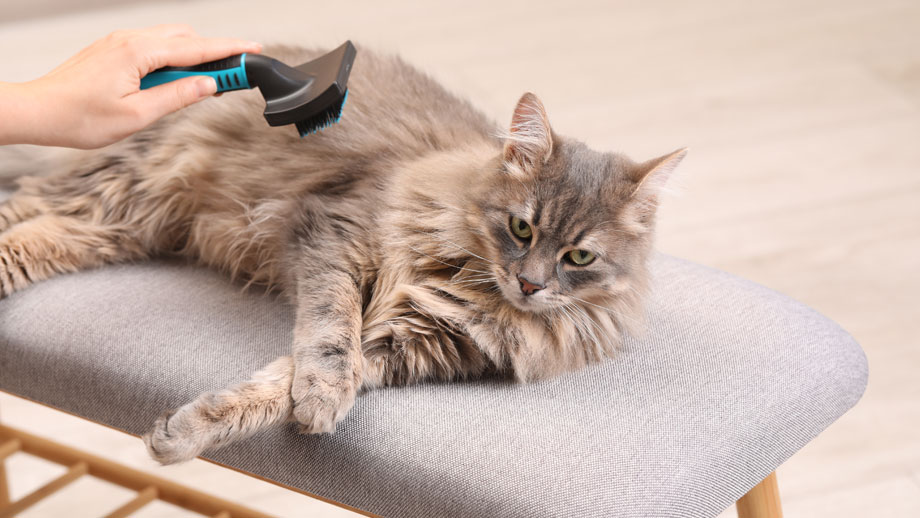 Langhaarkatze wird gebürstet
