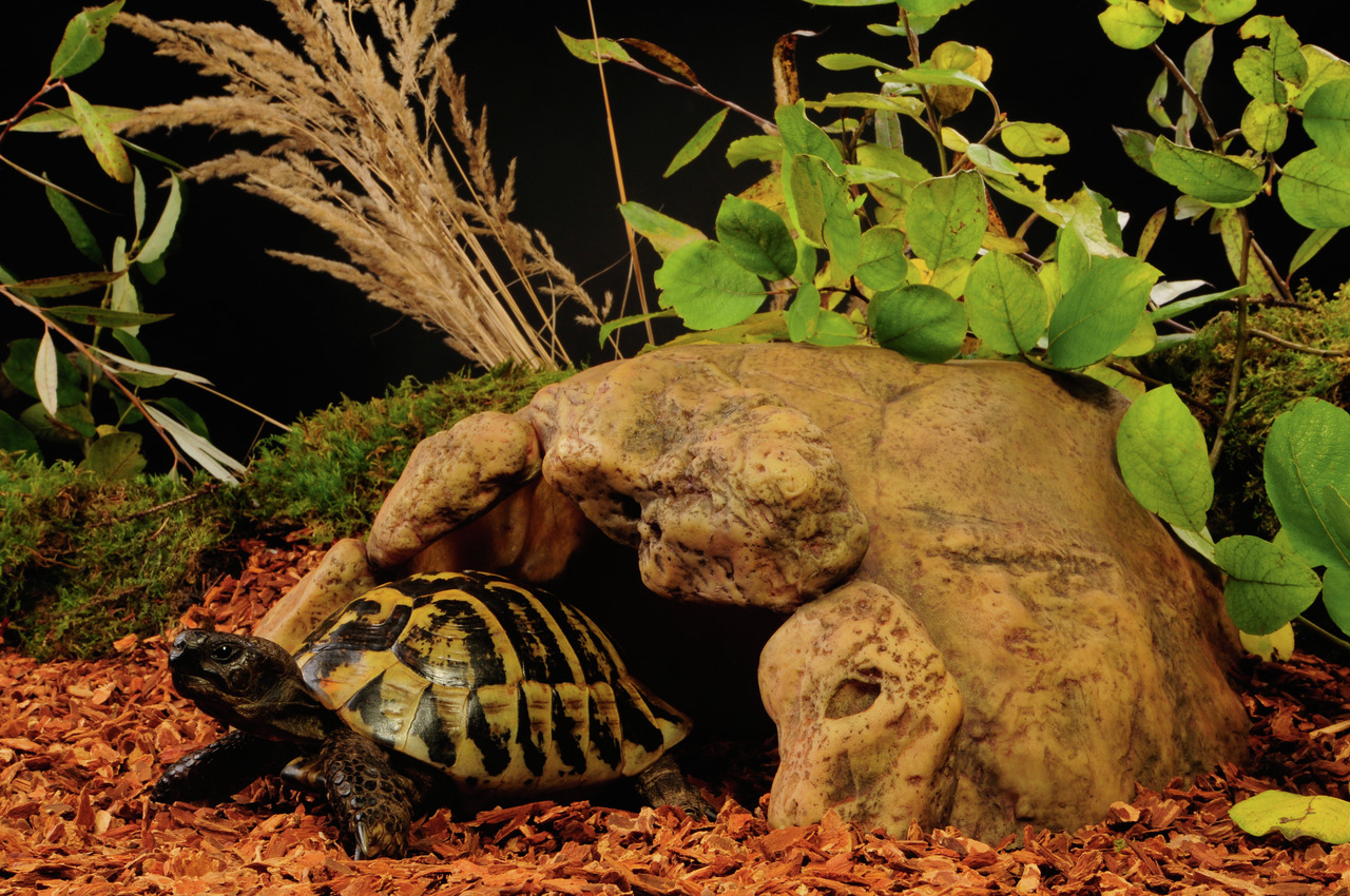 Exo Terra Tortoise Cave: Höhle für Landschildkröten, robust, naturgetreu, Versteck-Rückzugsort, ideal für Terrarien, Reptilienhalter.