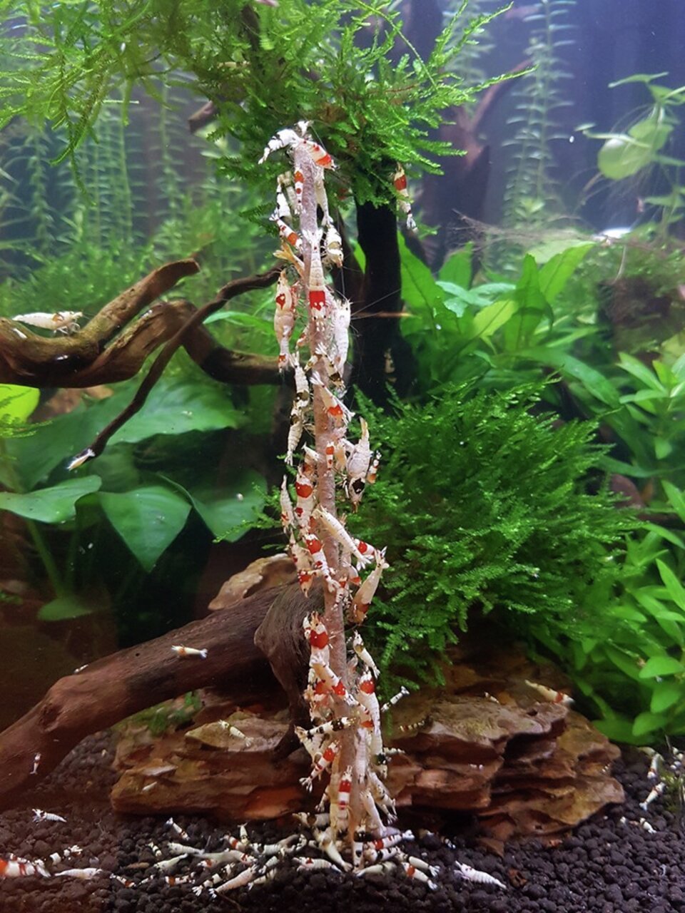 Das Bild zeigt das Produkt „CeramicNature Shrimp Tree“, ein dekoratives und funktionales Zubehör für Garnelen-Aquarien. Zielgruppe sind Aquarienbesitzer, die Garnelen halten. Der Shrimp Tree bietet Garnelen eine ideale Kletter- und Futterfläche. Im Hinter