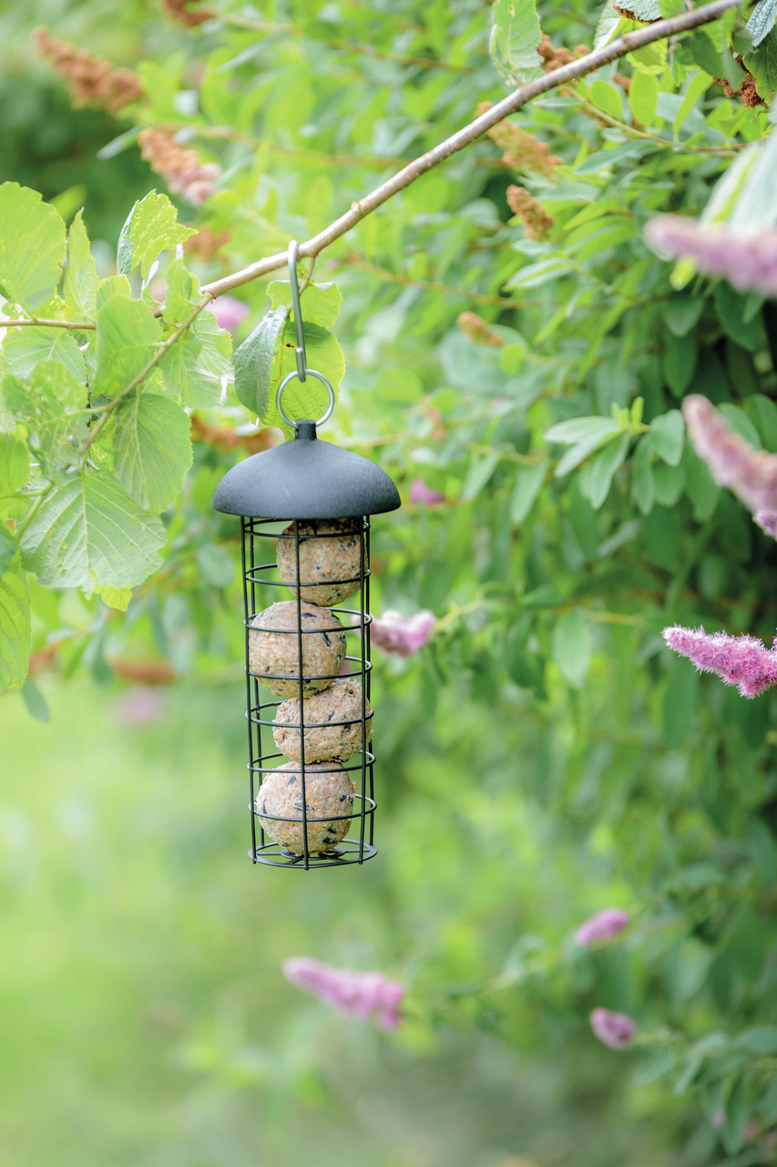 Das Bild zeigt den TRIXIE Meisenknödelhalter, ein Produkt für die Wildvogelfütterung. Der schwarze Metallhalter ist zylindrisch und enthält vier Meisenknödel. Er hängt an einem Ast in einer grünen, blühenden Gartenumgebung. Zielgruppe sind Wildvögel, und 