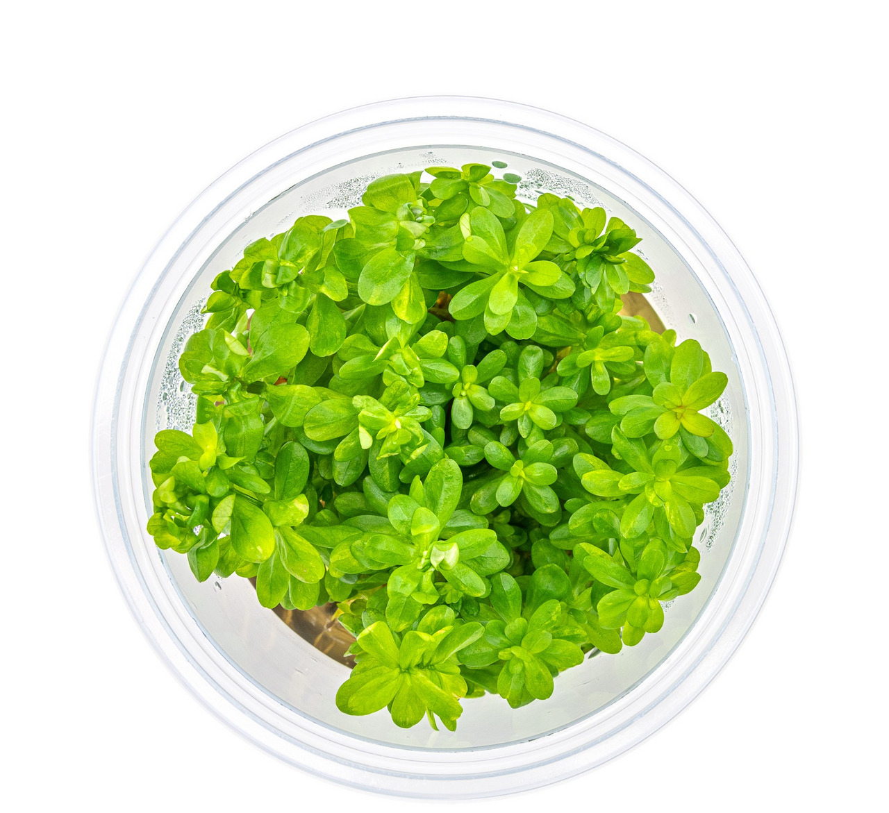 Runder Plastikbehälter mit kompakten, grünen Pflanzen in feuchter Umgebung, ideal für Wachstum.