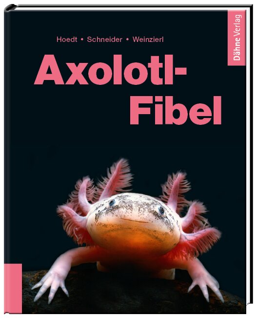 Das Bild zeigt das Buchcover der "Axolotl-Fibel", veröffentlicht vom Dähne Verlag. Auf schwarzem Hintergrund ist ein Axolotl abgebildet, ein aquatisches Tier mit rosa Kiemen und heller Haut. Der Titel ist in großer, pinker Schrift geschrieben. Autoren: Ho