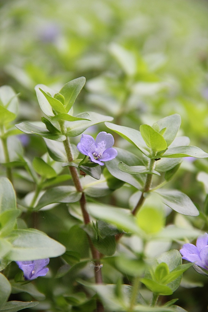 Das Bild zeigt eine Nahaufnahme von zarten, violetten Blüten einer Bodendeckerpflanze, umgeben von dichtem, grünem Laub. Die Blüten sind klein und haben eine feine, symmetrische Form. Der Hintergrund ist unscharf, wodurch die Pflanzen im Vordergrund hervo