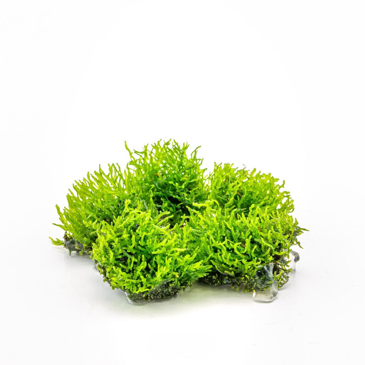 Das Bild zeigt ein leuchtend grünes Moos der Marke ALOHA, das speziell für Aquarien und Terrarien geeignet ist. Es handelt sich um ein dekoratives Naturprodukt, das sowohl für Süß- als auch Salzwasseraquarien verwendet werden kann. Die kompakte Form und d