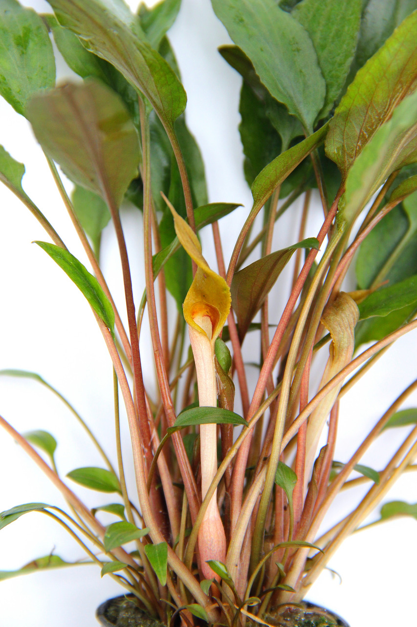 Cryptocoryne wendtii 'Tropica', Aquarienpflanze, für Süßwasseraquarien, pflegeleicht, mittleres Licht, Topf mit Substrat.