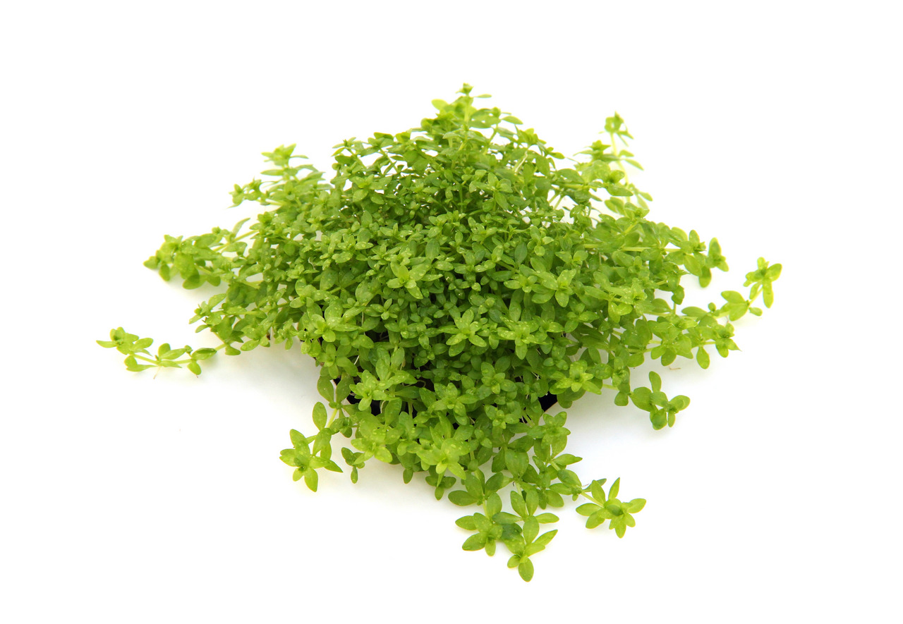 ALOHA Hemianthus glomeratus