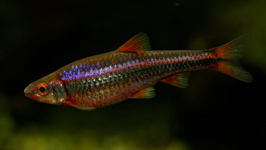 Einzelner Ziersalmler mit violettem Schimmer vor dunklem Hintergrund