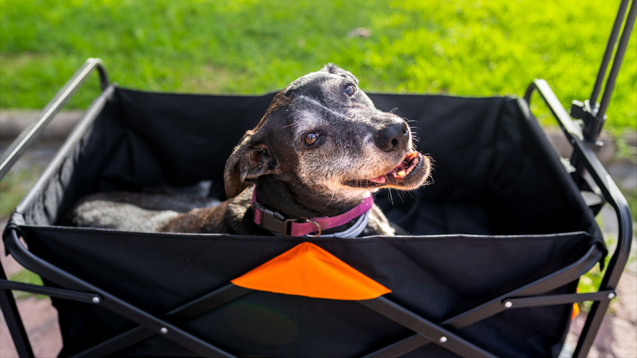 Alter Hund in Bollerwagen