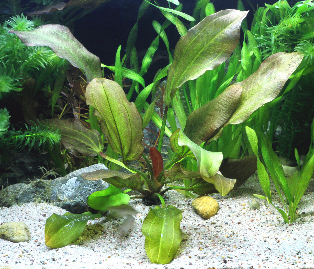 Echinodorus bleheri, Große Amazonas-Schwertpflanze, für Aquarien, breite grüne Blätter, natürl. Unterwasserlandschaft, dekorativ.