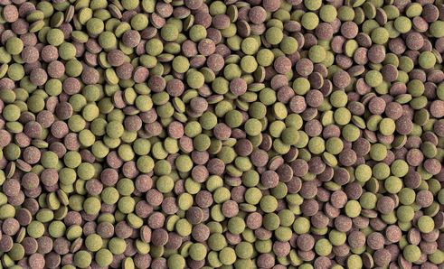 Tetra Pleco Tablets: Fischfutter für Bodenfische-Welse, grüne-braune Tabletten, speziell für Pflanzenfresser, mit wichtigen Nährstoffen.