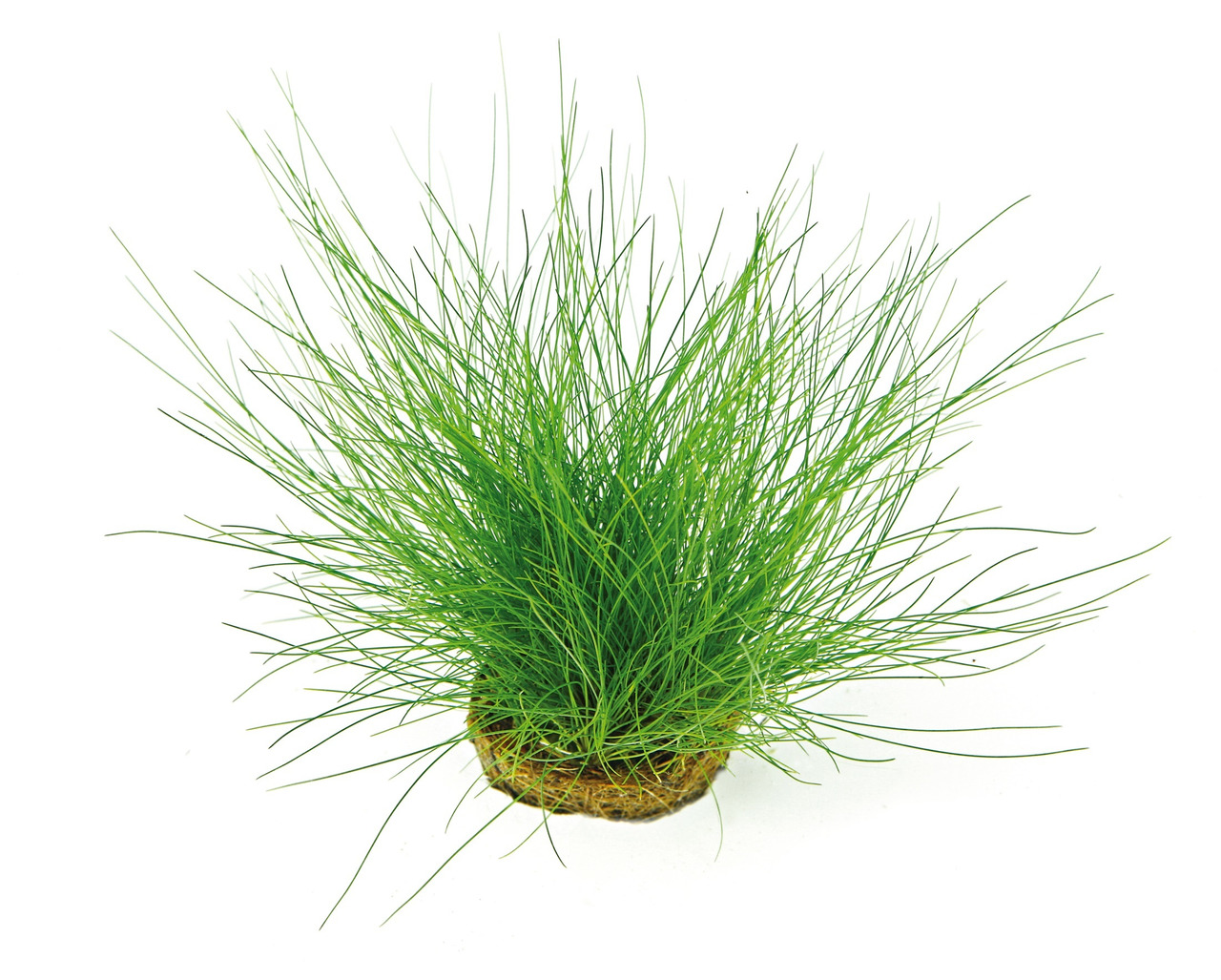 ALOHA Eleocharis acicularis