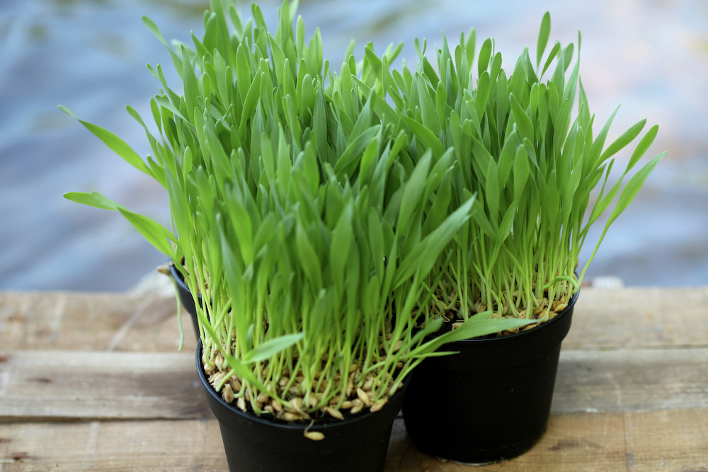 2 Töpfe frisches Katzengras PetSnack, für Katzen, Nahrungsergänzung, saftig grün, Verdauung+Wohlbefinden, ideal innen.