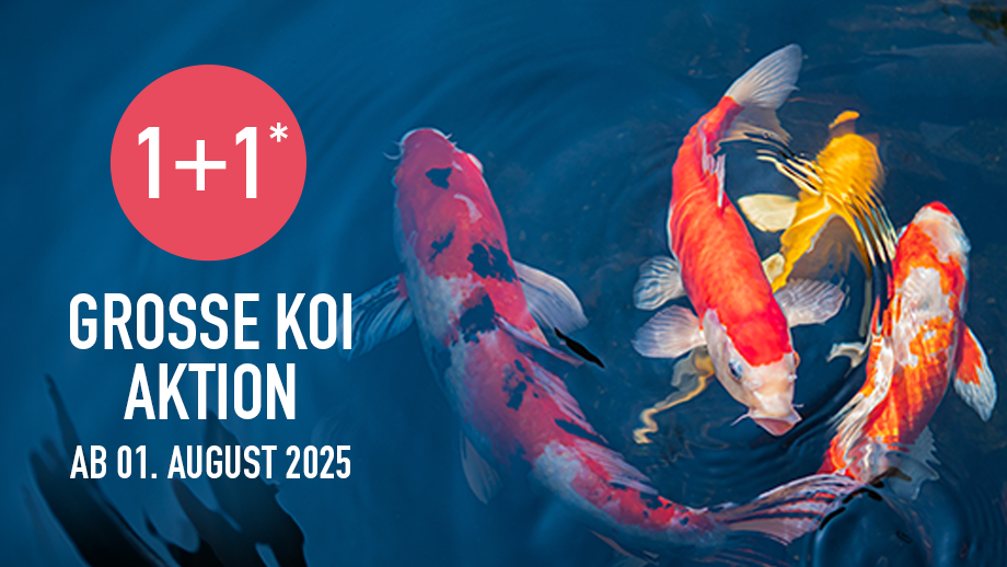 Farbige Koi im Wasser Große Koi-Aktion ab 1.8.25