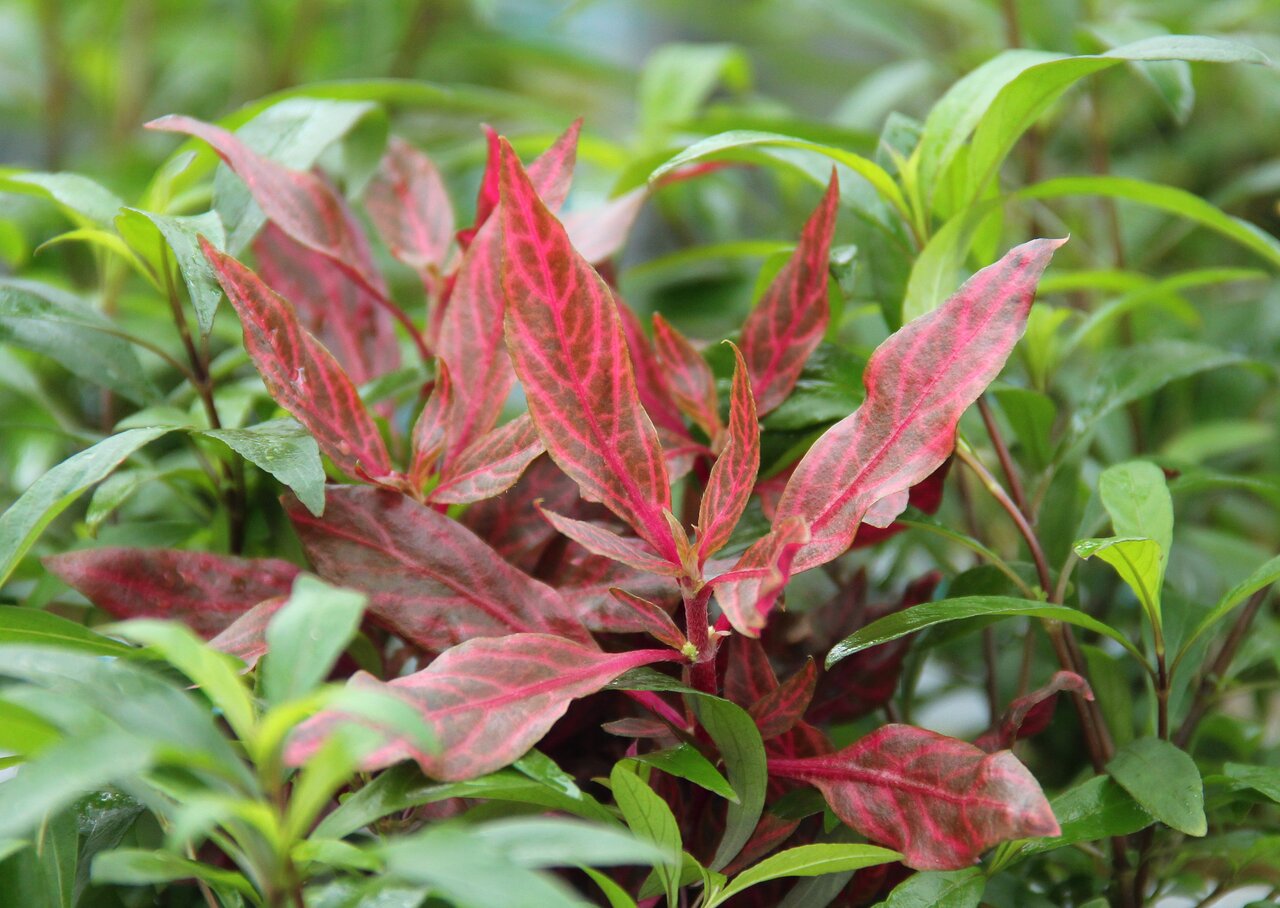 Alternanthera reineckii 'Rosaefolia': Wasserpflanze mit roten Blättern, ideal für Aquarien, bietet Fischen Verstecke.