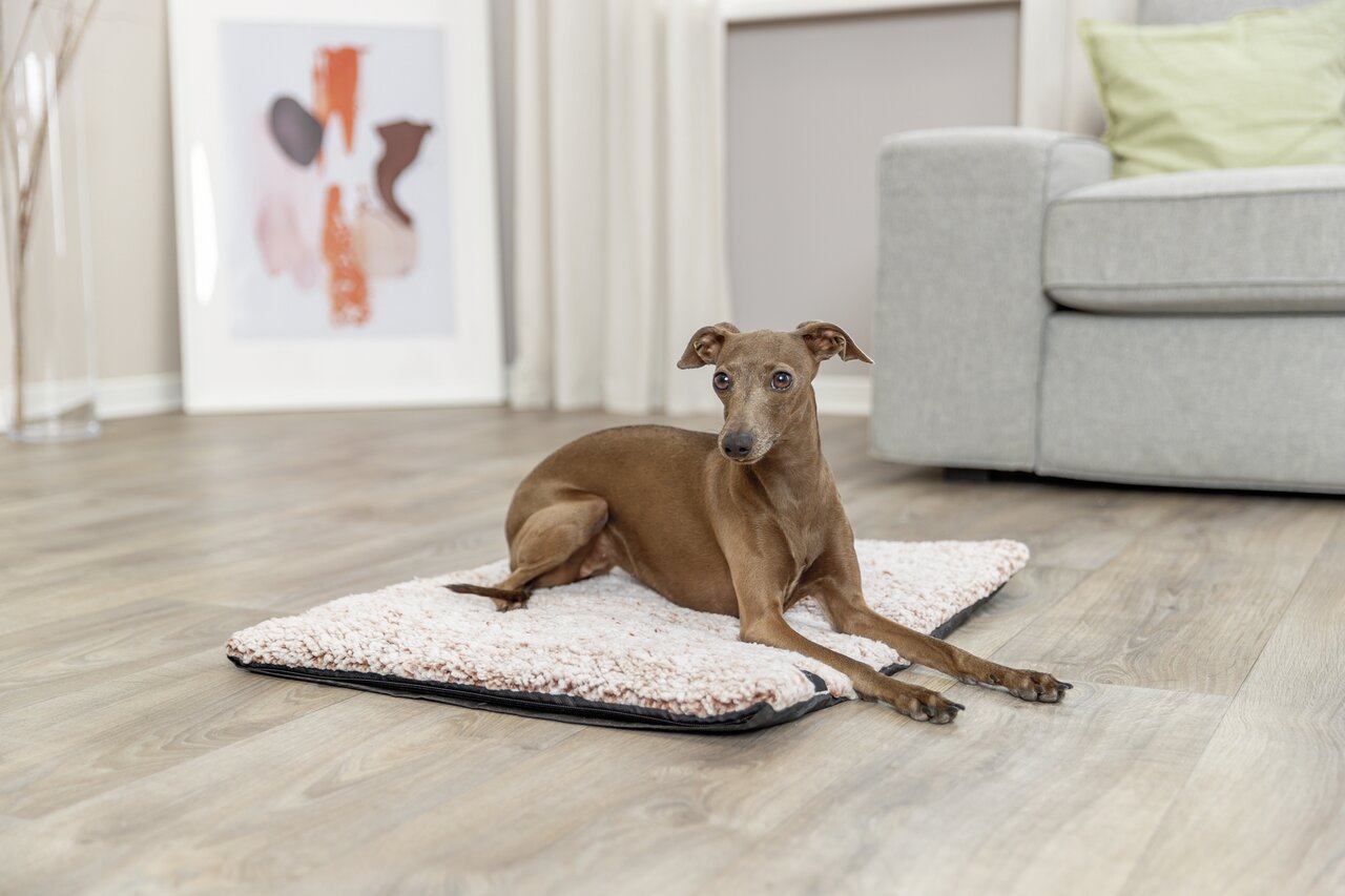 Das Bild zeigt ein braunes, schlankes Windspiel, das entspannt auf einer TRIXIE Hundedecke liegt. Die Decke ist beige mit einer weichen, flauschigen Oberfläche und schwarzem Rand. Sie eignet sich ideal für kleine bis mittelgroße Hunde und bietet Komfort u