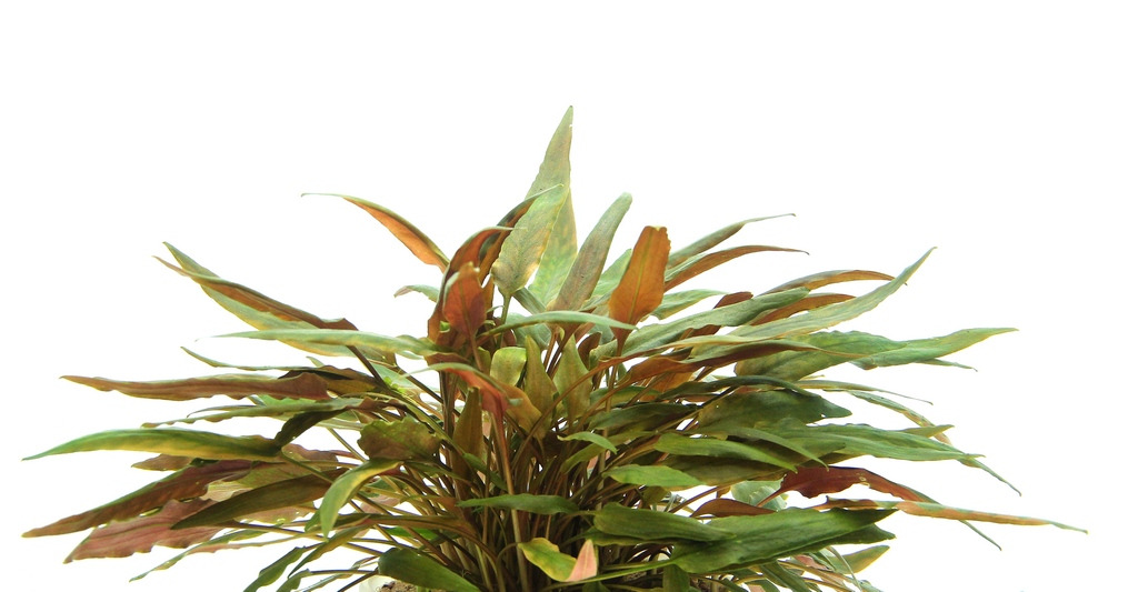 Cryptocoryne wendtii 'Tropica', Wasserpflanze für Aquarien, Versteckmöglichk. für Fische, pflegeleicht, mittleres Licht.