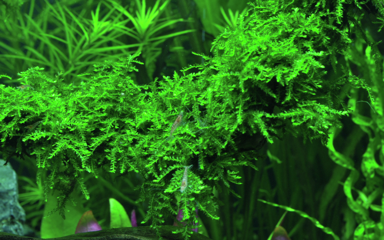 Tropica Taxiphyllum barbieri (Java-Moos), intensiv grün, pflegeleicht, für Süßwasseraquarien, Zielgr.: Aquarienbesitzer.