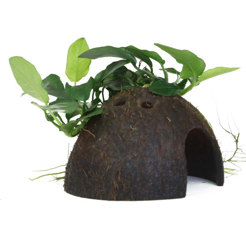 Tropica Kokosnusshöhle m. Anubias, für Fische/Garnelen, dekorativ, Versteckmglk., nat. Gestaltung, bepflanzt, aus Kokosnuss.