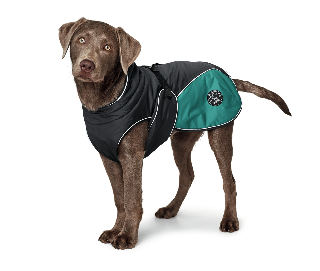HUNTER Hundemantel, schwarz-grün, für mittelgroße Hunde, Schutz vor Kälte/Nässe, ideal bei schlechtem Wetter.