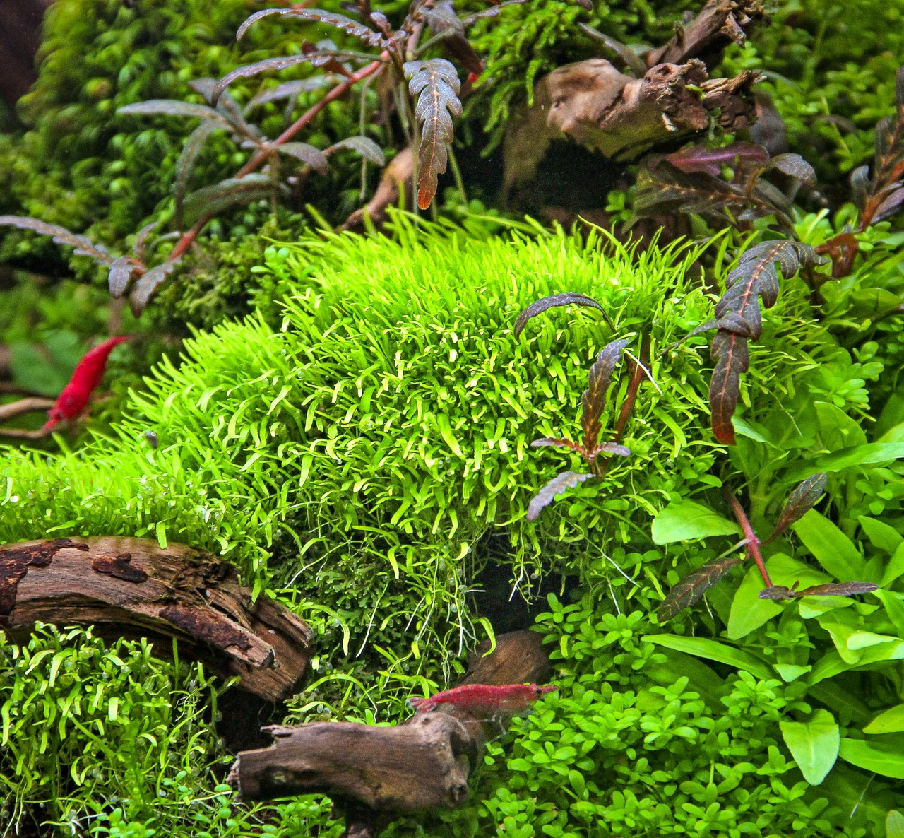 Lebendiges Aquarium mit grünem Moos auf Holz, umgeben von Wasserpflanzen. Rote Garnelen bewegen sich, natürliche Unterwasserlandschaft.