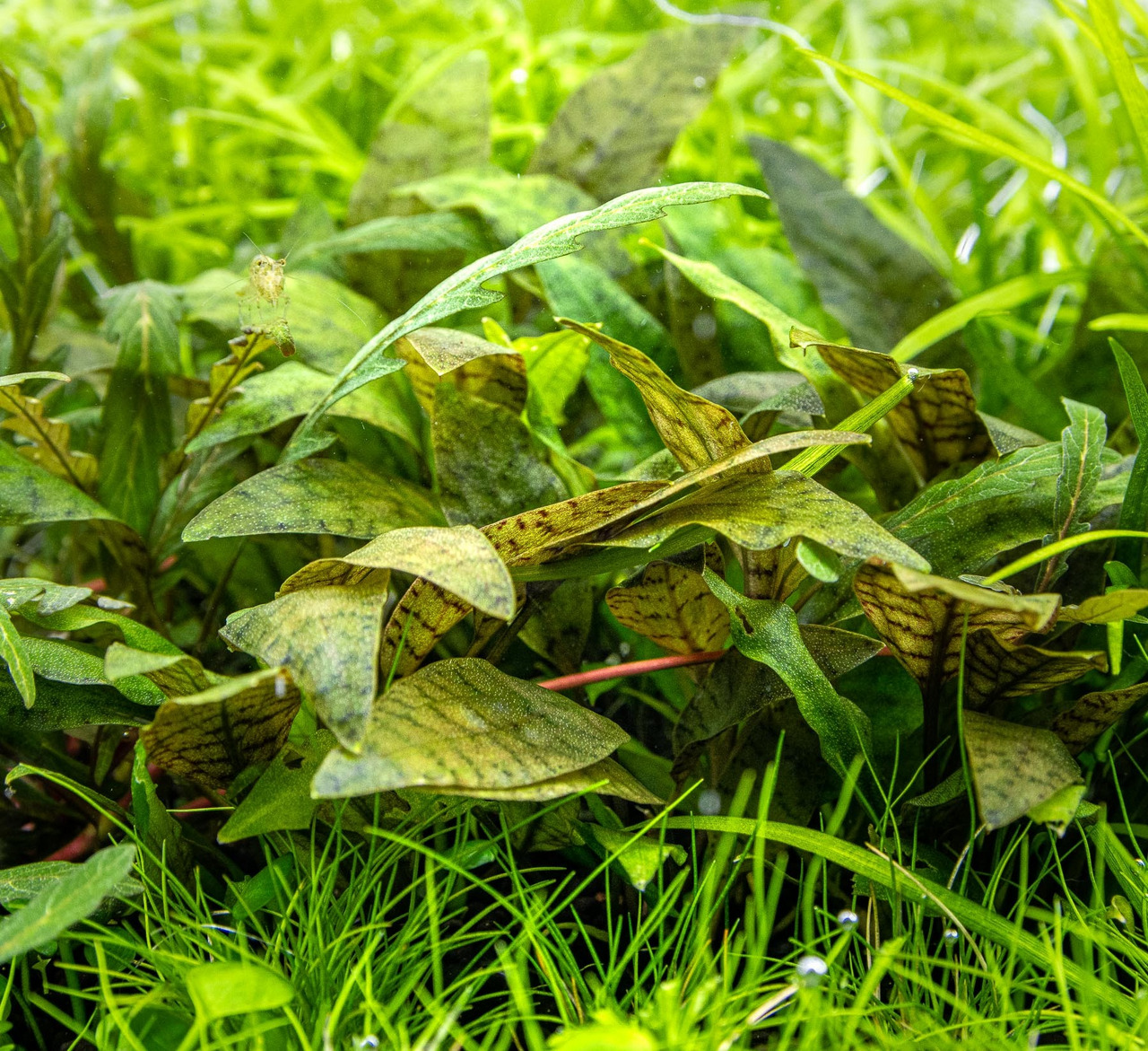 ALOHA Wasserpflanze, grüne gemusterte Blätter, für Aquarien, Deko & Versteck für Fische/Garnelen, ideal für Aquaristik, 1 Stk.